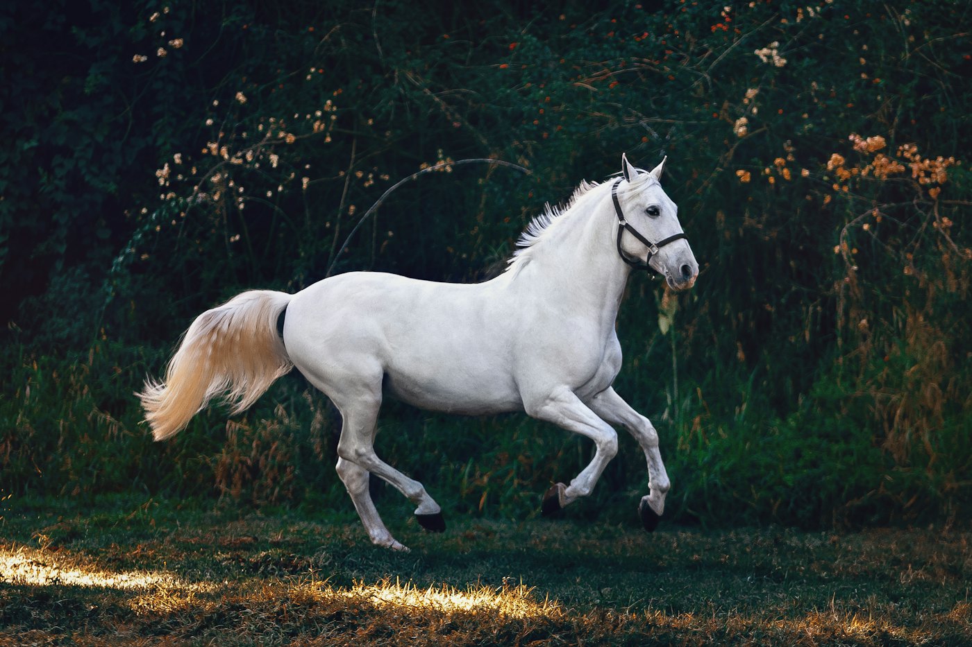 Un cheval blanc au galop